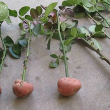 Как укоренить и вырастить розу в картофельном клубне: простая и доступная инструкция