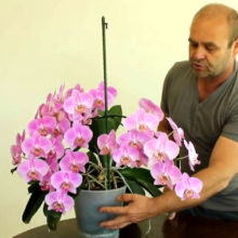 Важные правила по уходу за орхидеями в домашних условиях, чтобы они росли пышно и радовали глаз